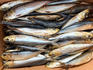 Рыба холодного копчения: Сельдь Иваси х\к